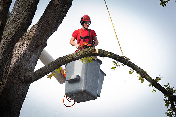 Best Stump Grinding Near Me  in USA